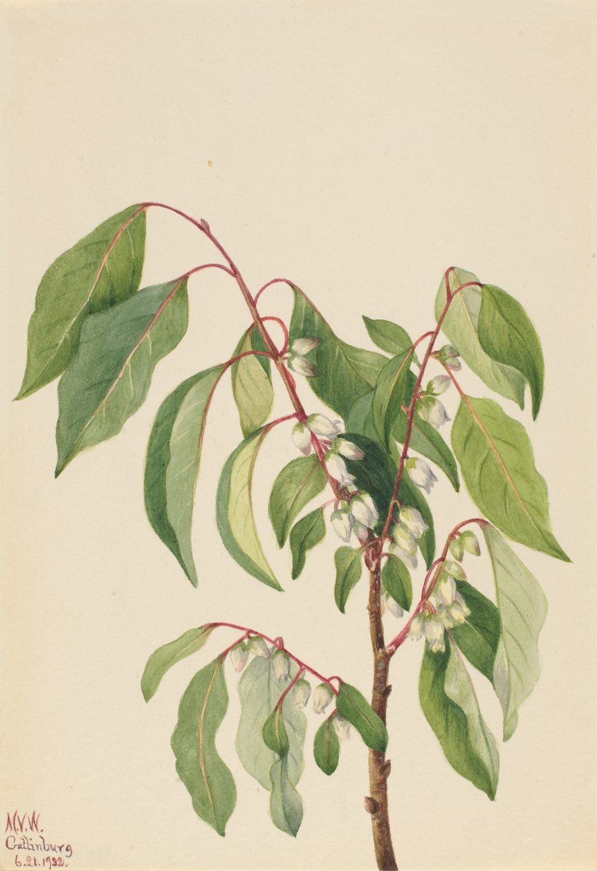 Tomel Diospyros virginiana, 1932. od Mary Vaux Walcott