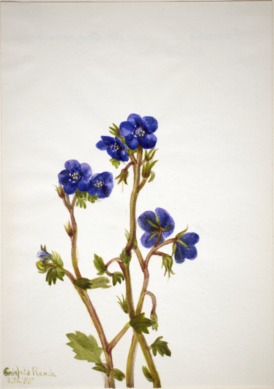Phacelia Phacelia parryi, 1935. od Mary Vaux Walcott