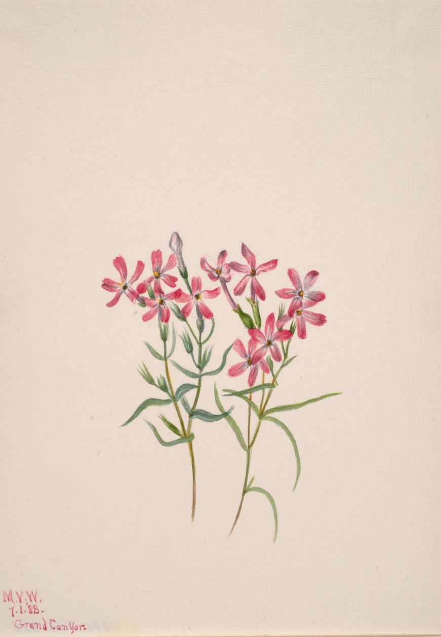 Phlox Stansburyi, 1938. od Mary Vaux Walcott