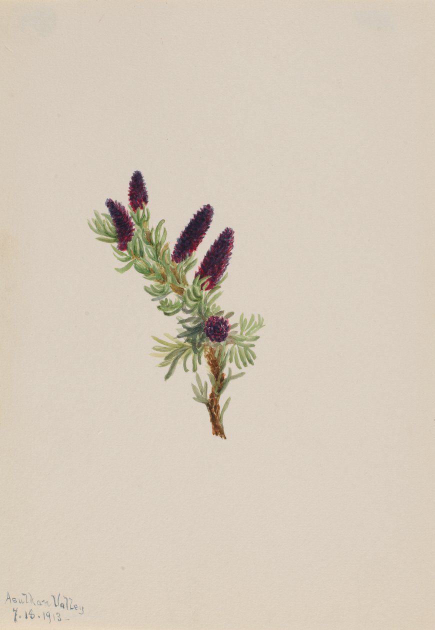 Picea engelmanni, 1913. od Mary Vaux Walcott
