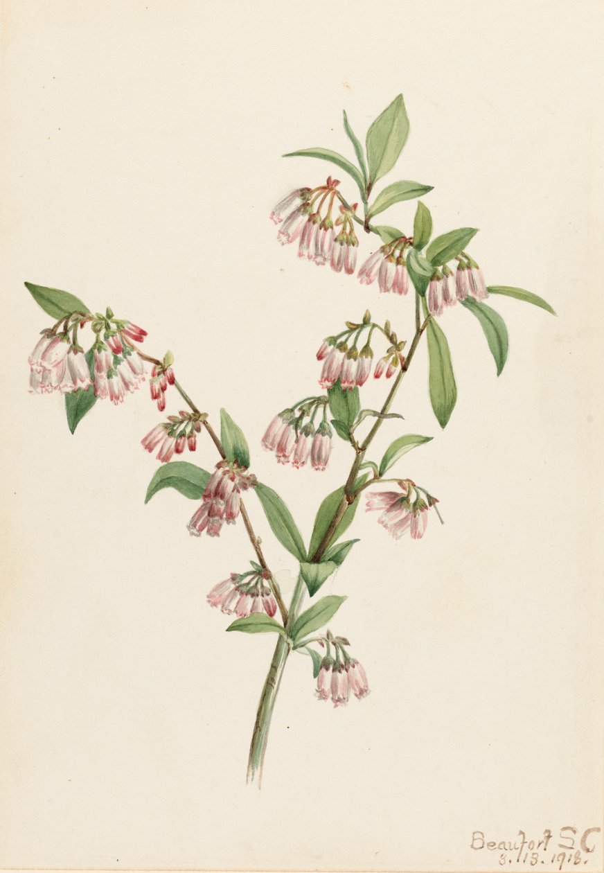 Pineland Blueberry Vaccinium tenellum, 1918. od Mary Vaux Walcott