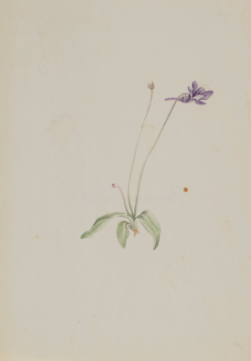 Pinguicula vulgaris od Mary Vaux Walcott
