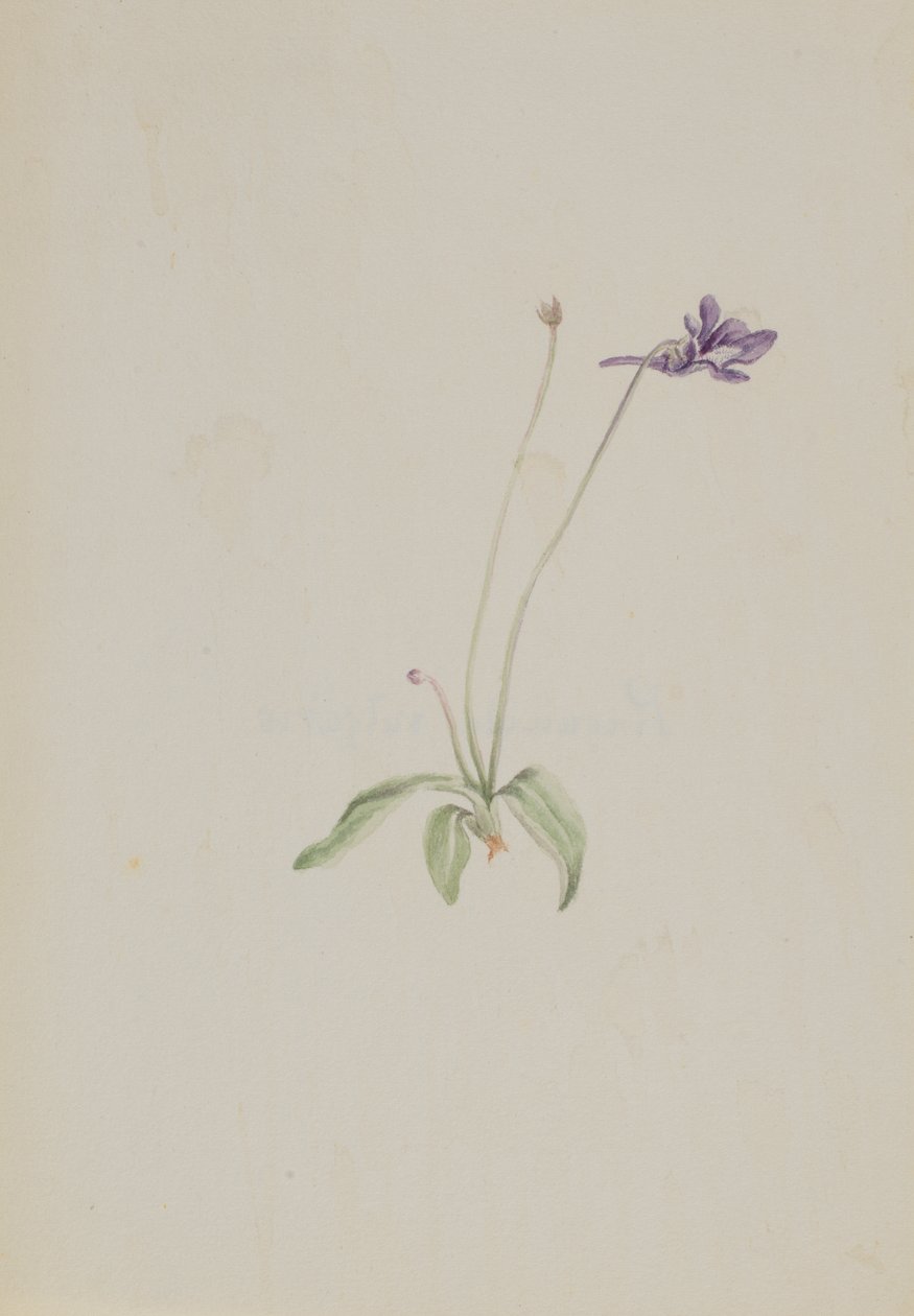 Pinguicula vulgaris, ca. začátek 30. let 20. století. od Mary Vaux Walcott