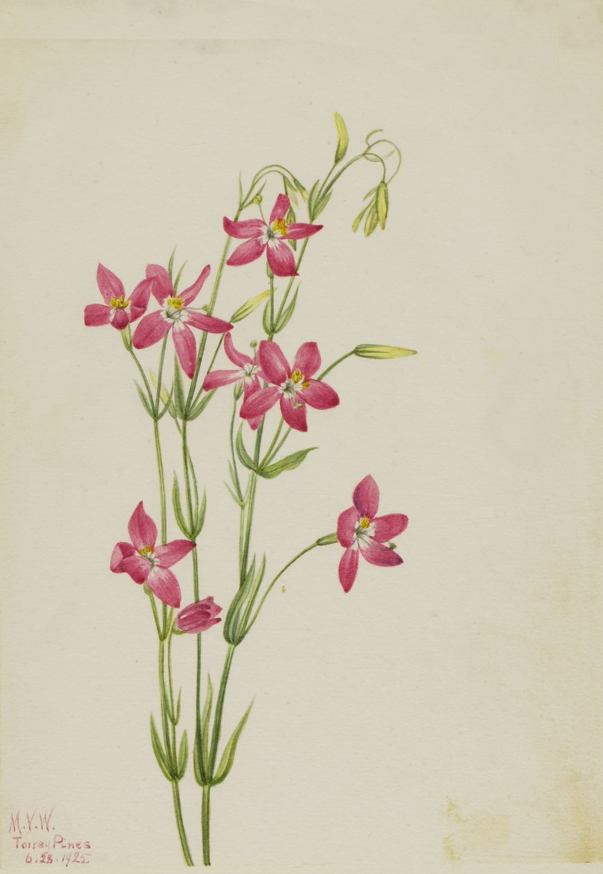 Pink Passiflora Passiflora, 1925 od Mary Vaux Walcott