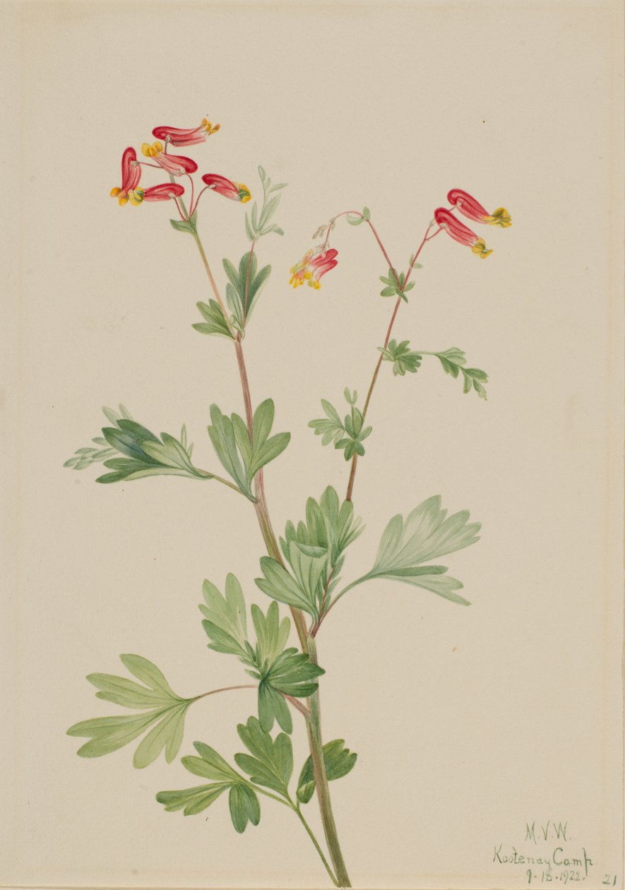 Pink Fumeroot Capnoides sempervirens, 1922. od Mary Vaux Walcott