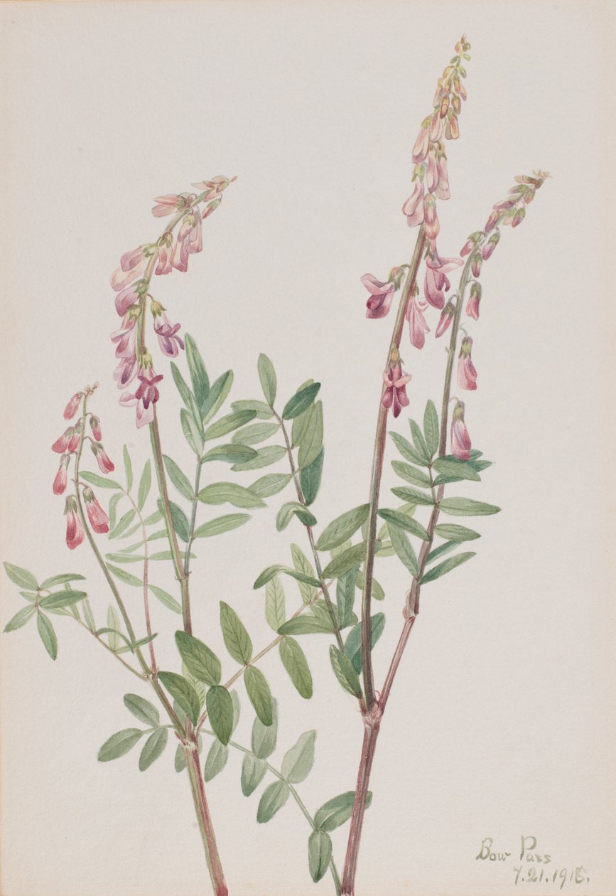 Pink Hedysarum Hedysarum americanum, 1918. od Mary Vaux Walcott