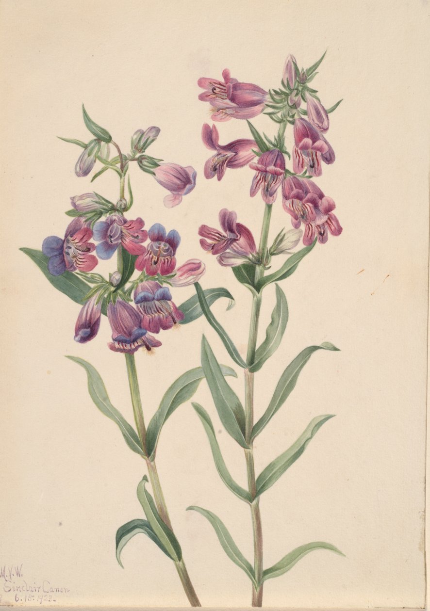 Prairie Penstemon Penstemon erianthera, 1923. od Mary Vaux Walcott