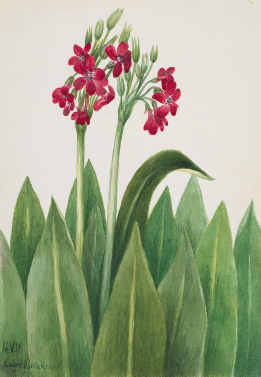 Prvosenka Primula parryi, 1938. od Mary Vaux Walcott