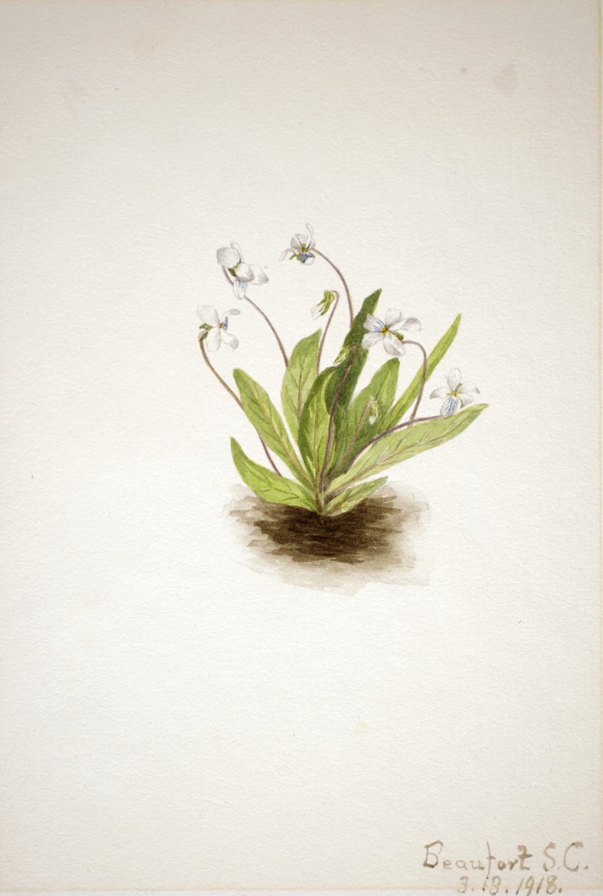 Primrose Violet Viola primiifolia, 1918. od Mary Vaux Walcott