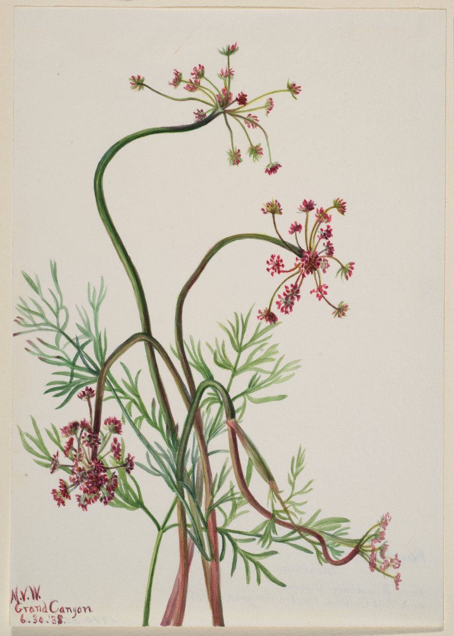 Pseudocymopterus montanus od Mary Vaux Walcott