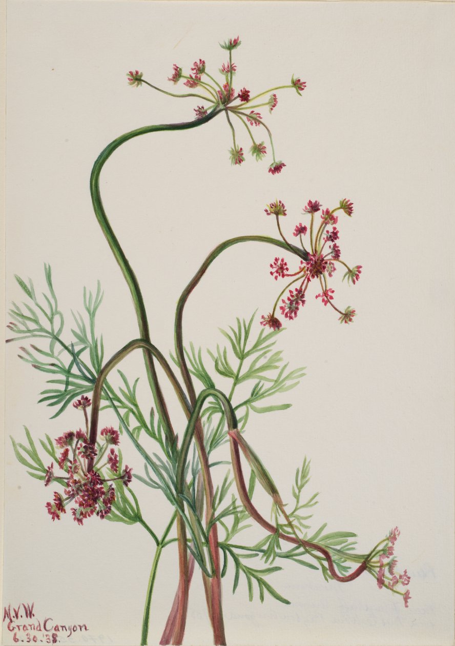 Pseudocymopterus montanus, 1938. od Mary Vaux Walcott