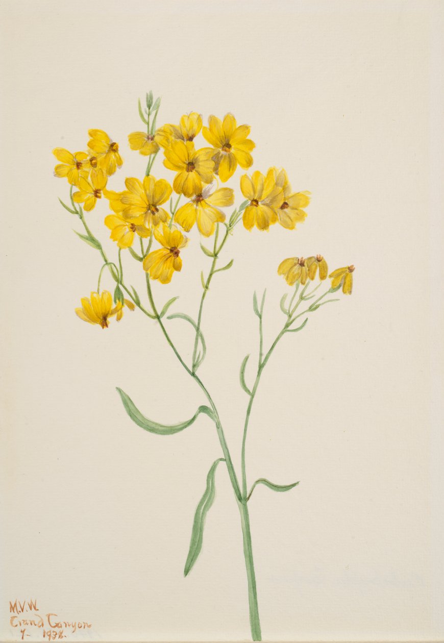 Psilostrophe sparsiflora, 1938. od Mary Vaux Walcott