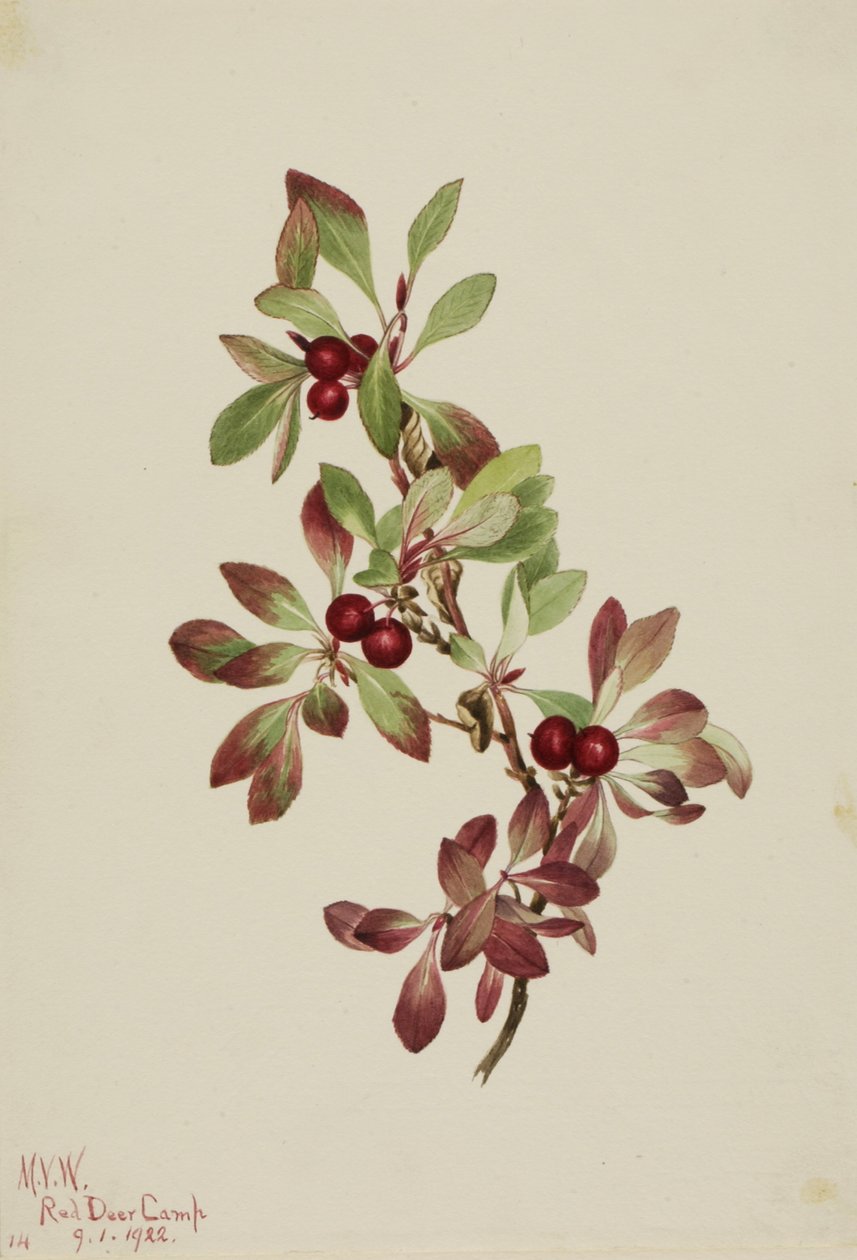 Ptarmiganperry Arktus alpina, 1922. od Mary Vaux Walcott