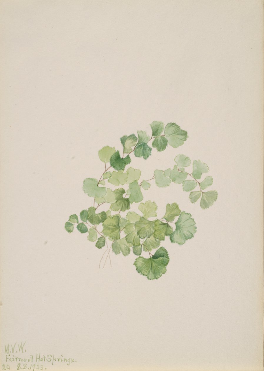 Puccoon Lithospermum ruderale, 1923. od Mary Vaux Walcott