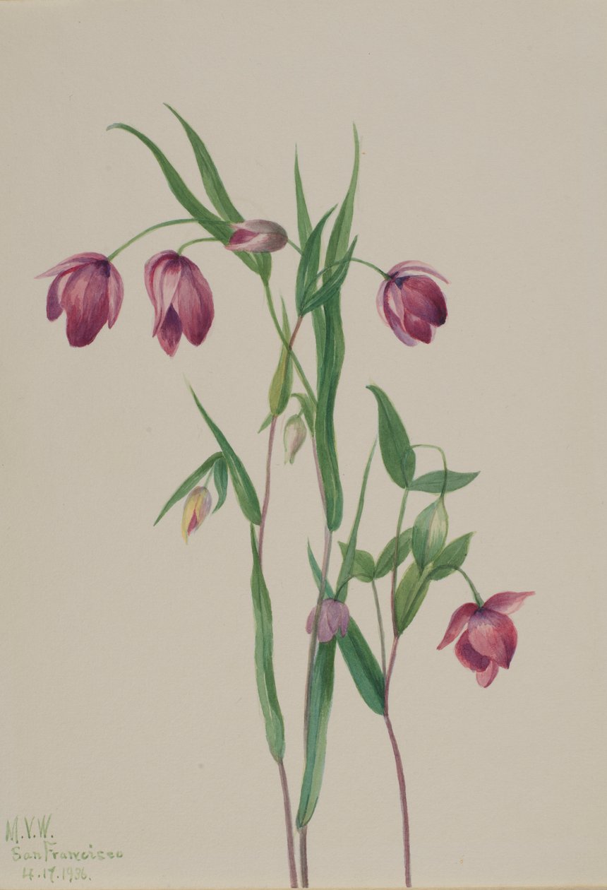 Fialová lucerna (Calochortus anoenum) od Mary Vaux Walcott