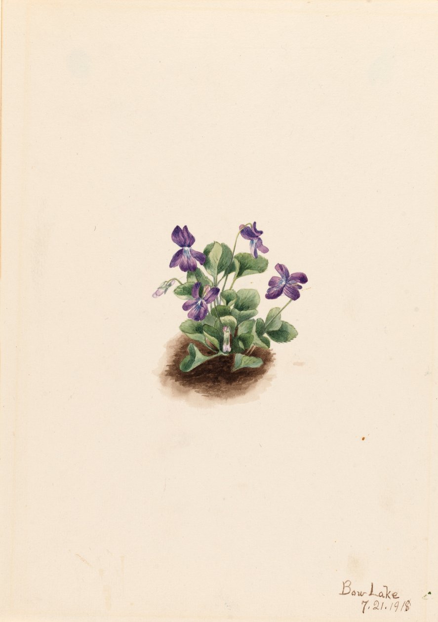 Fialová horská fialová Viola adunca, 1918. od Mary Vaux Walcott