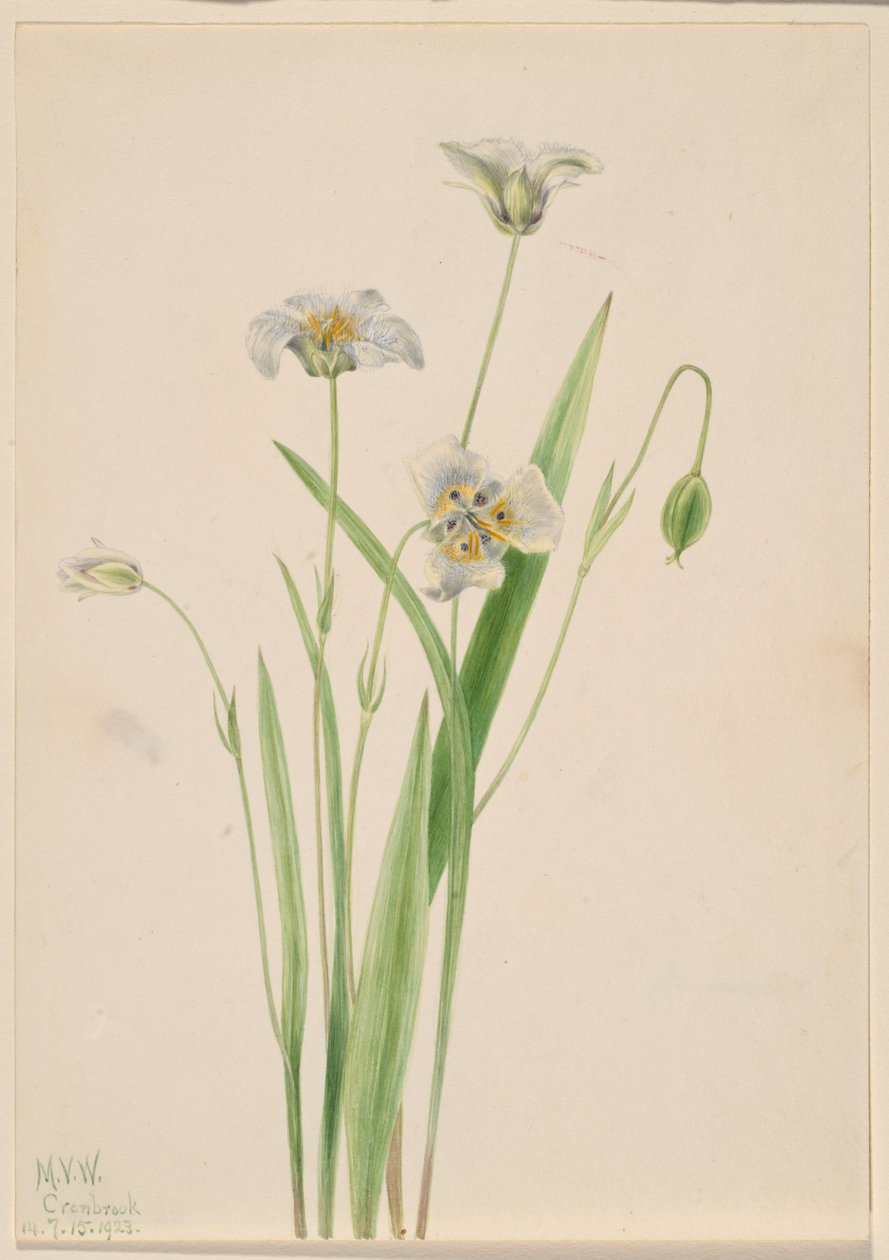Kočičí uši (Calochortus elegans) od Mary Vaux Walcott