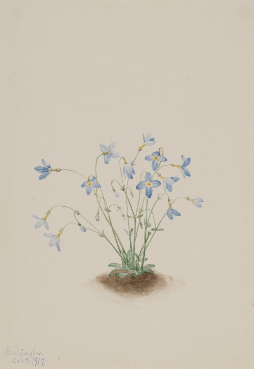 Quakerladies (Houstonia caerulea) od Mary Vaux Walcott