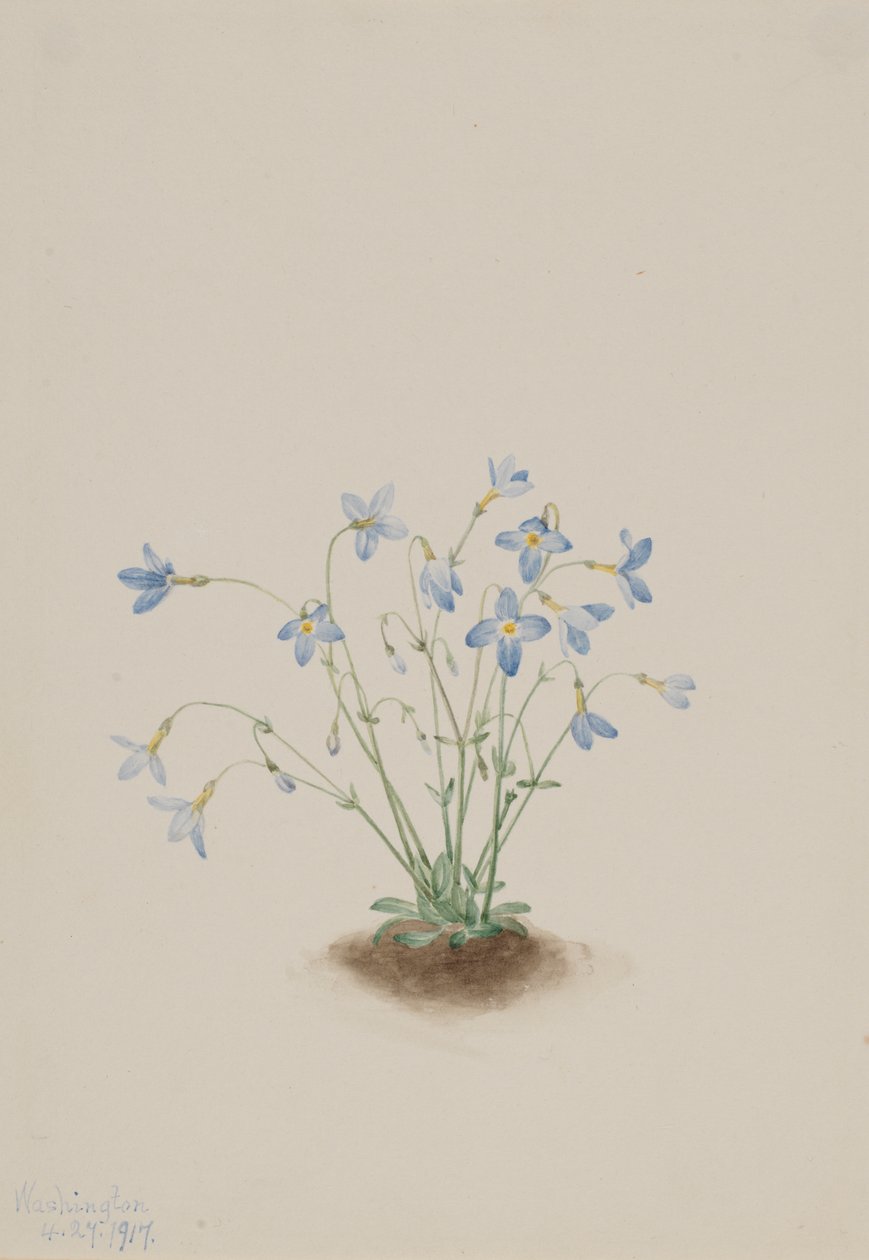 Quakerladies Houstonia caerulea, 1917. od Mary Vaux Walcott