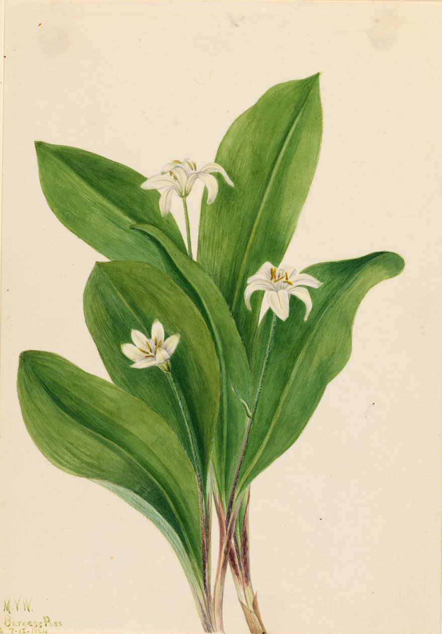 Queencup (Clintonia uniflora) od Mary Vaux Walcott