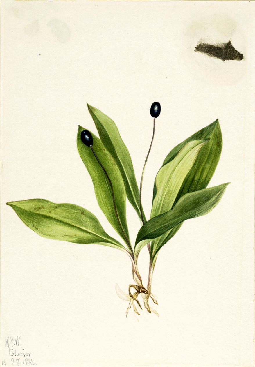 Queencup (Clintonia uniflora) od Mary Vaux Walcott