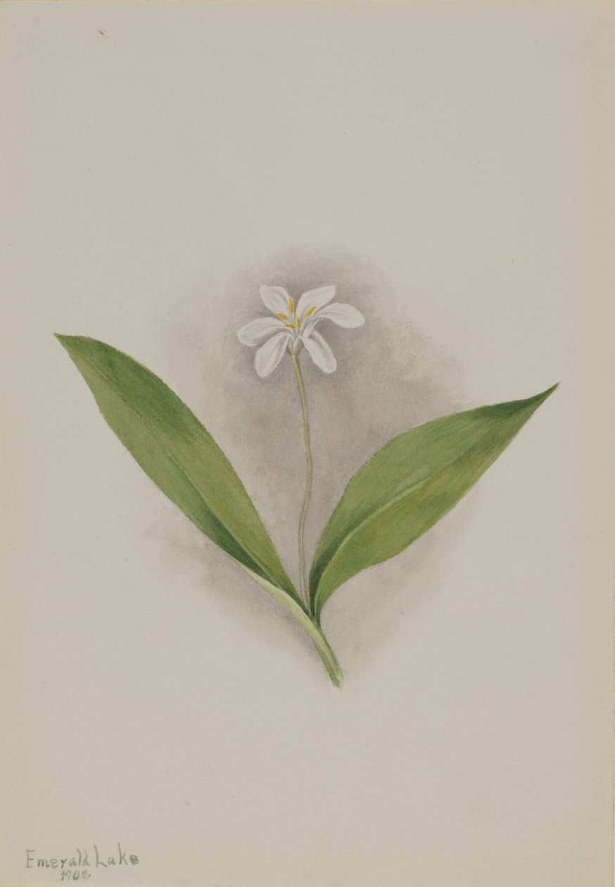 Queencup (Clintonia uniflora) od Mary Vaux Walcott