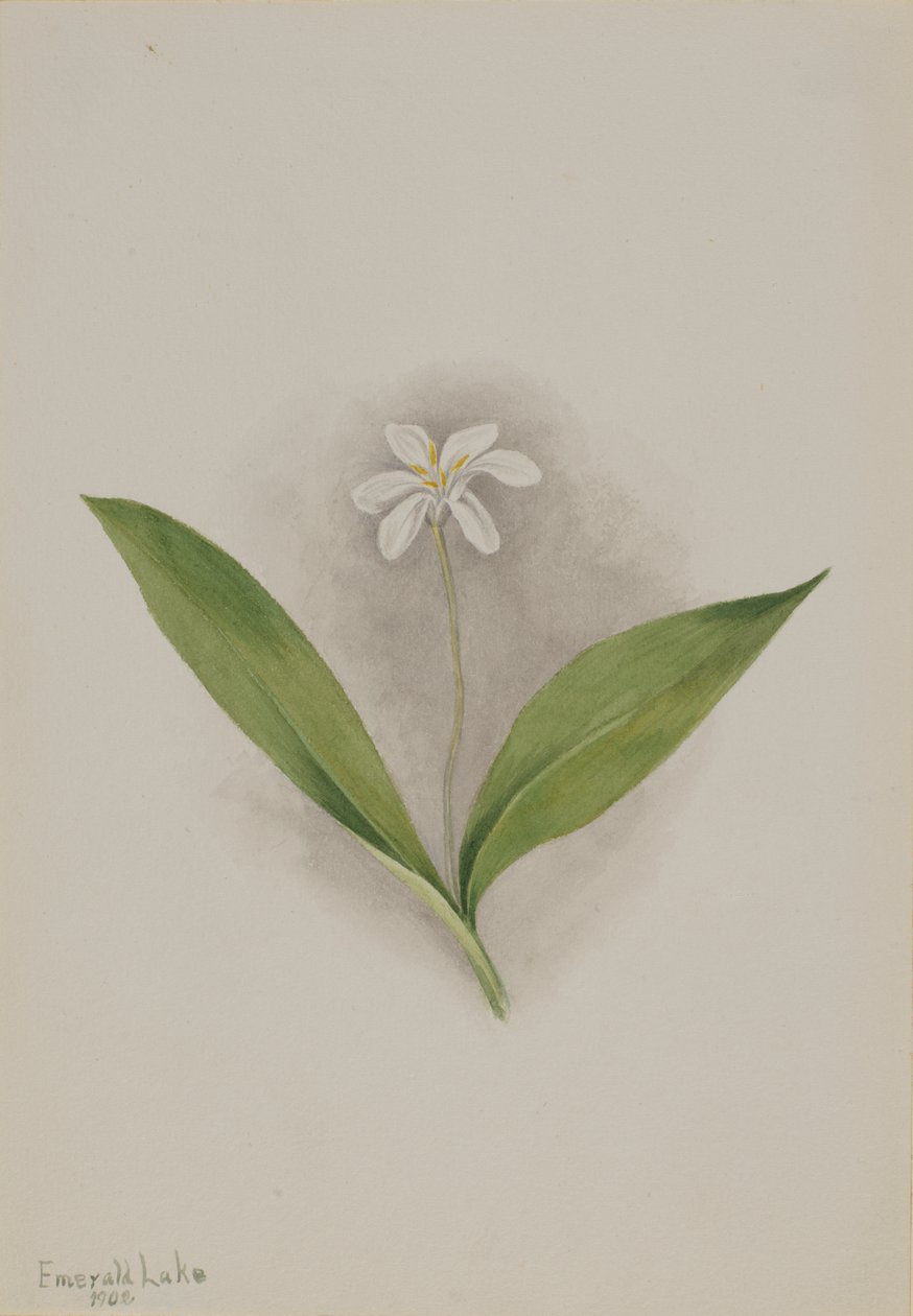 Queencup Clintonia uniflora, 1902. od Mary Vaux Walcott