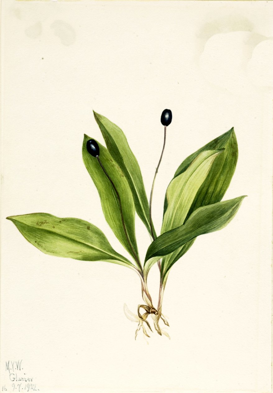 Queencup Clintonia uniflora, 1922. od Mary Vaux Walcott