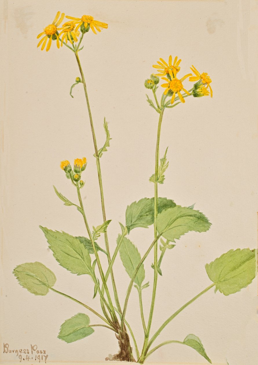 Starček Senecio burkei, 1917. od Mary Vaux Walcott