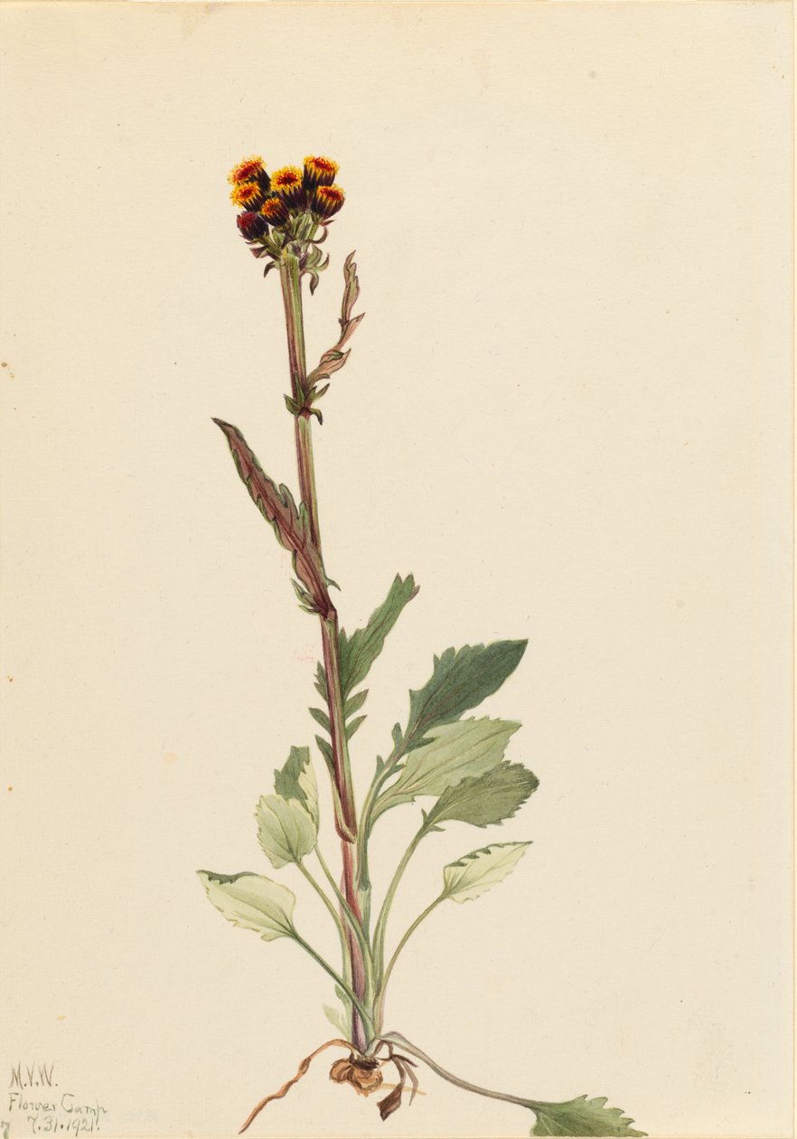 Senecio pauciflorus (Senecio pauciflorus) od Mary Vaux Walcott