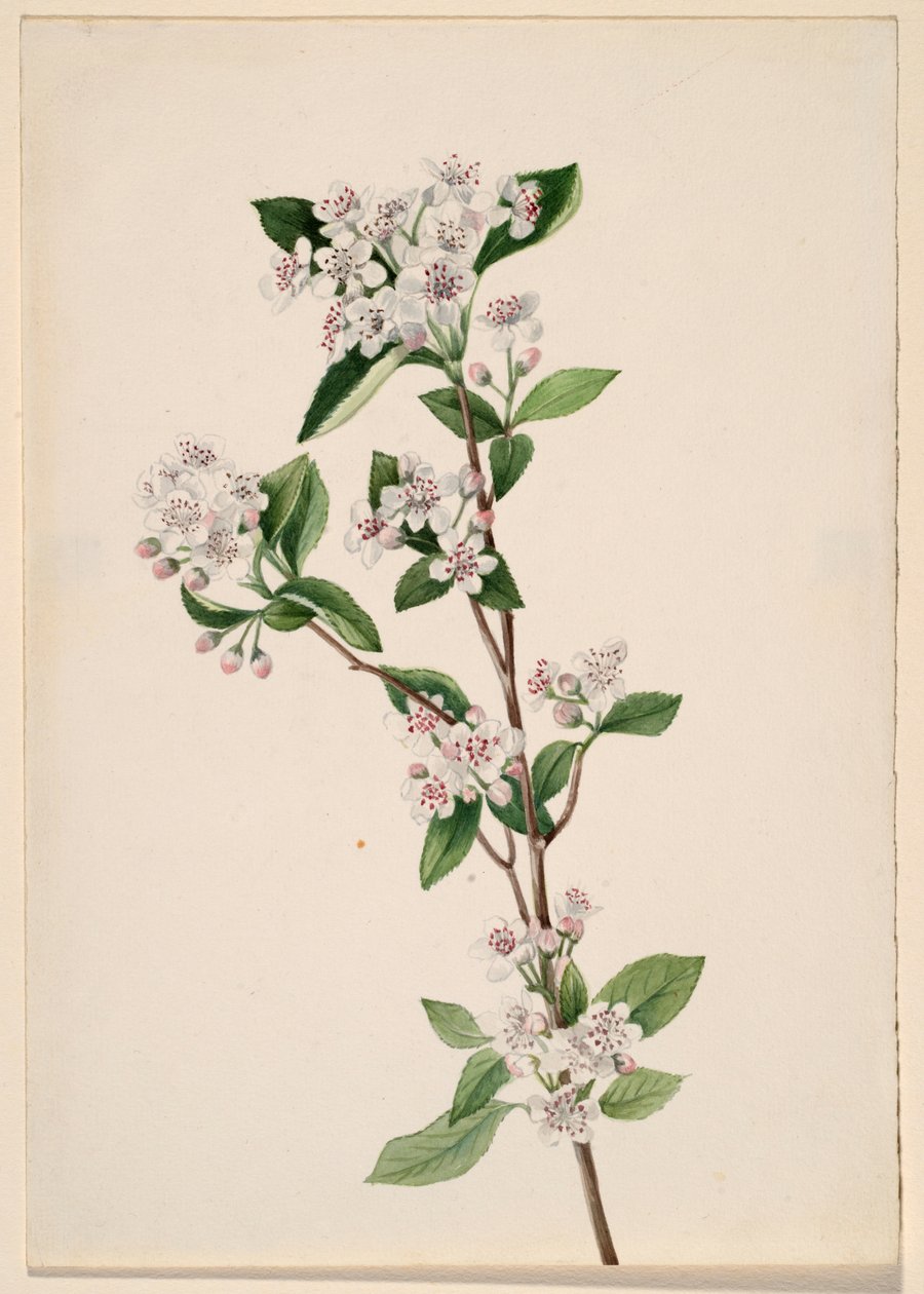 Červená aronie (Aronia arbutifolia) od Mary Vaux Walcott