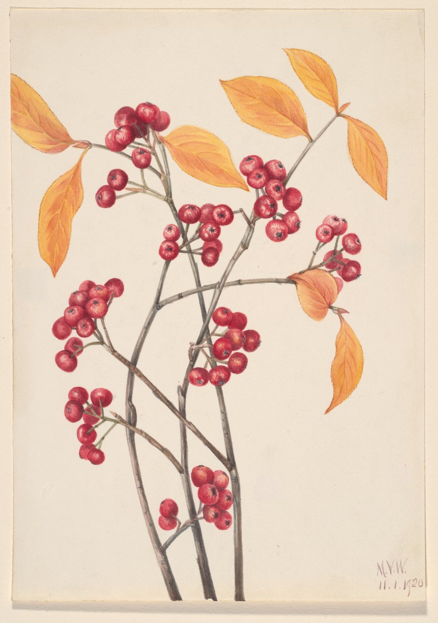 Aronie červená Aronia arbutifolia, 1920. od Mary Vaux Walcott