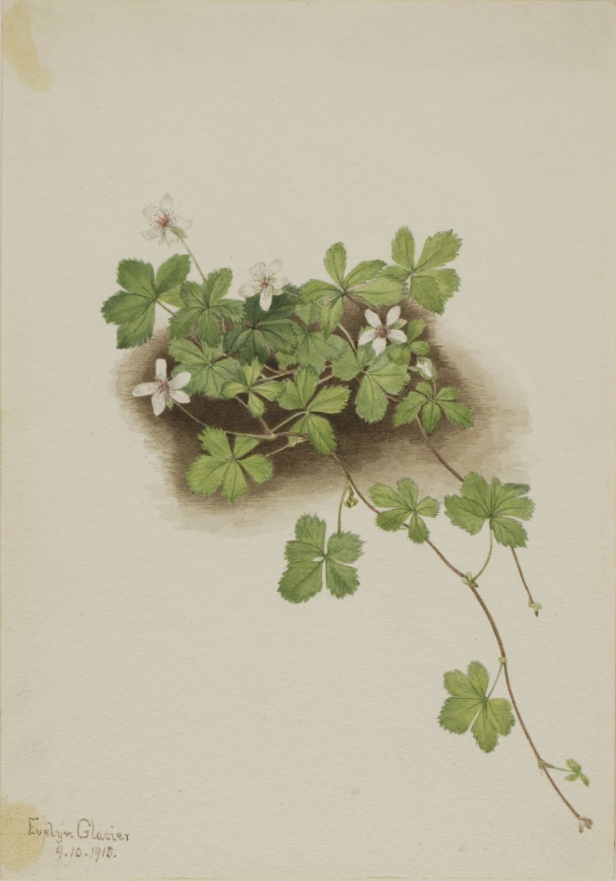 Ostružiník červený (Rubus pedatus) od Mary Vaux Walcott