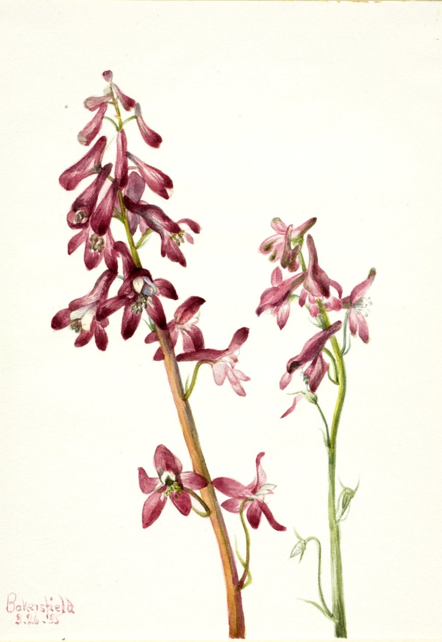 Red Larkspur Delphinium nudicale, 1935. od Mary Vaux Walcott