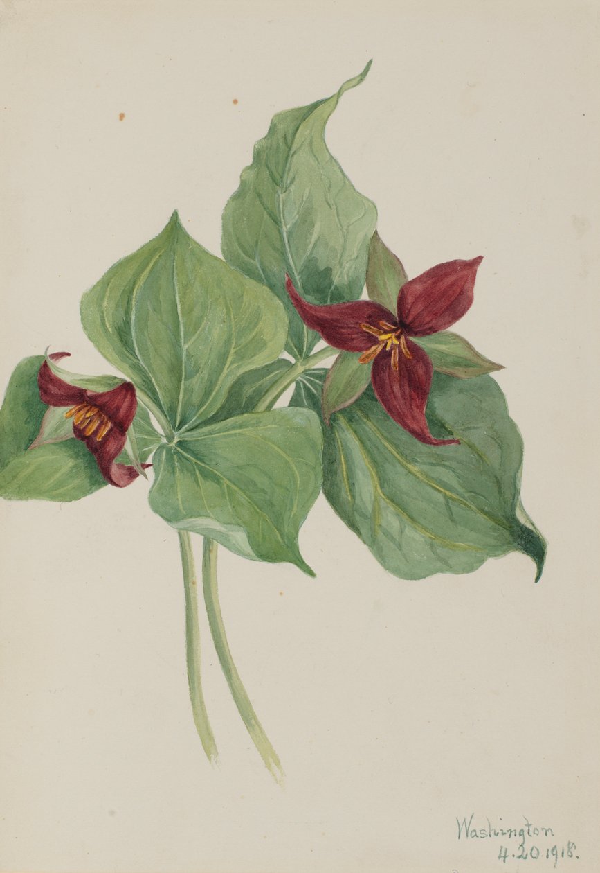 Trillium červené (Trillium erectum) od Mary Vaux Walcott