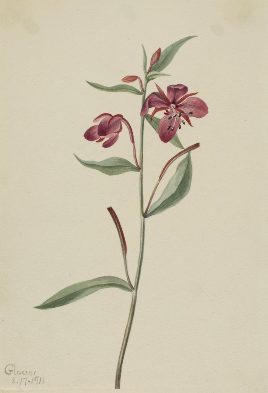 Vrbovka červená Epilobium latifolium, 1911. od Mary Vaux Walcott
