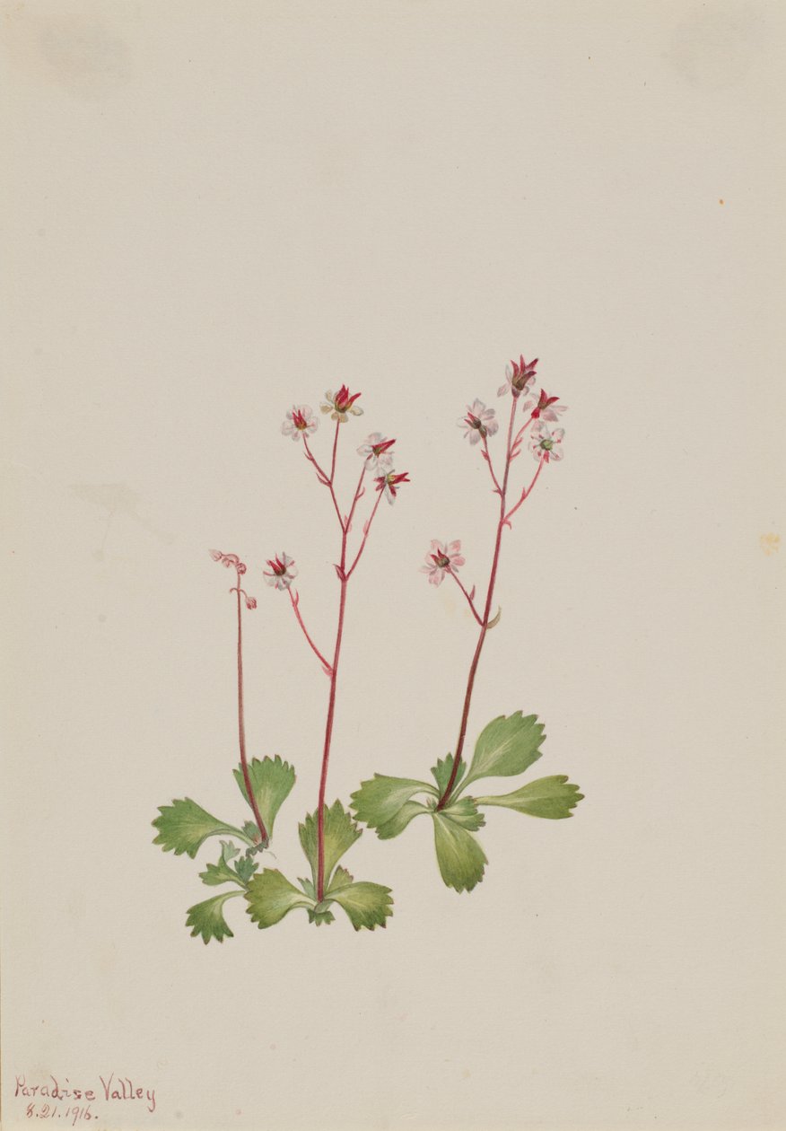 Saxifraga Redstem Saxifraga lyallii, 1916. od Mary Vaux Walcott