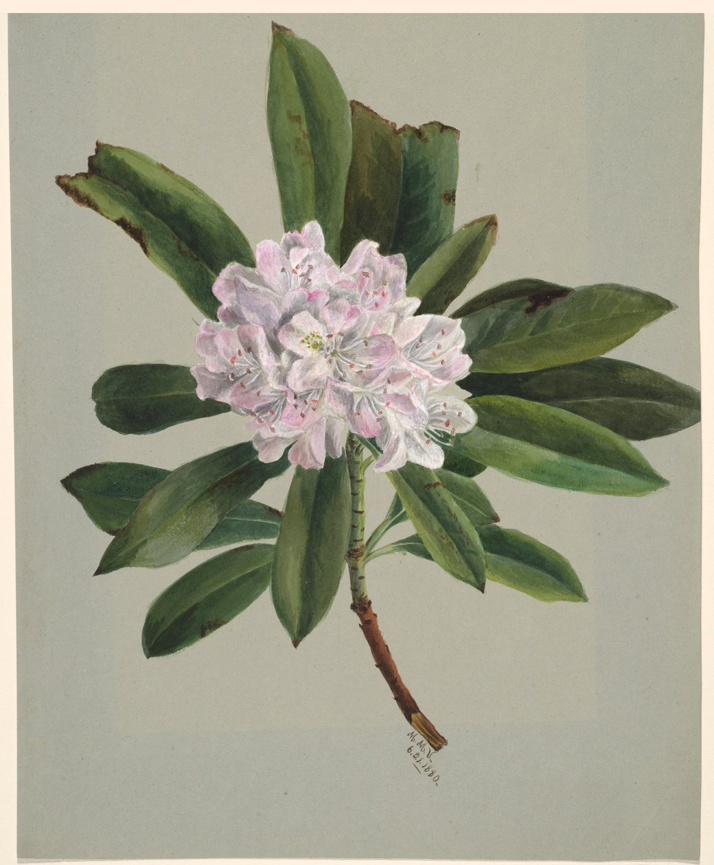 Rododendron (Rhododendron maximum) od Mary Vaux Walcott