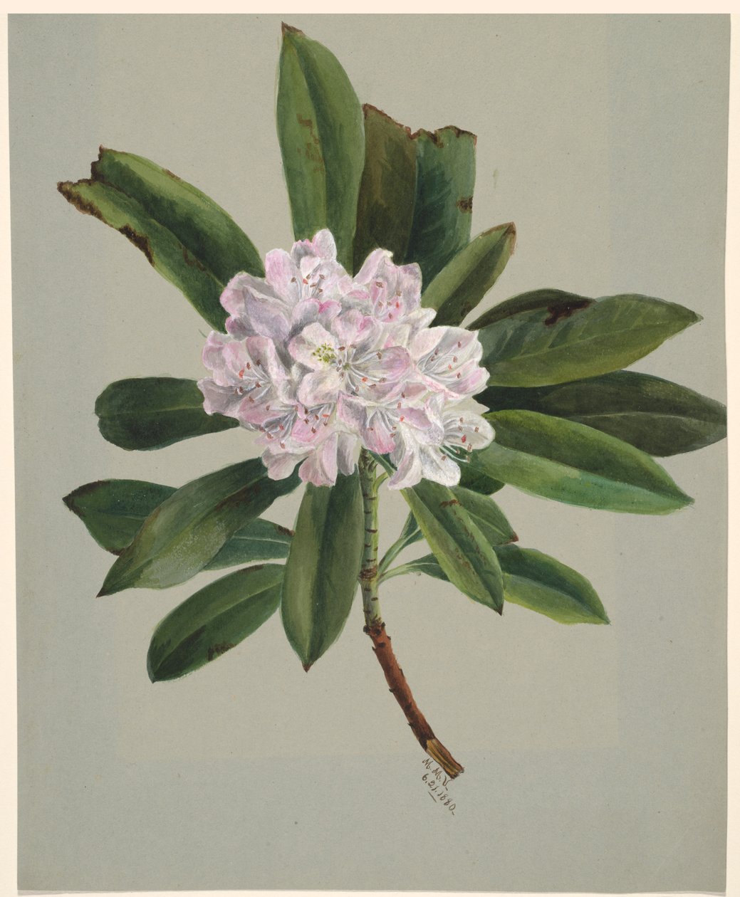 Rhododendron Maximum Rhododendron, 1880. od Mary Vaux Walcott