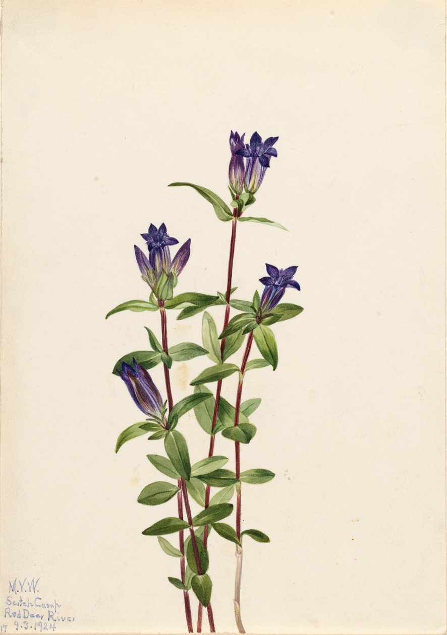 Hořec potoční (Gentiana affinis) od Mary Vaux Walcott