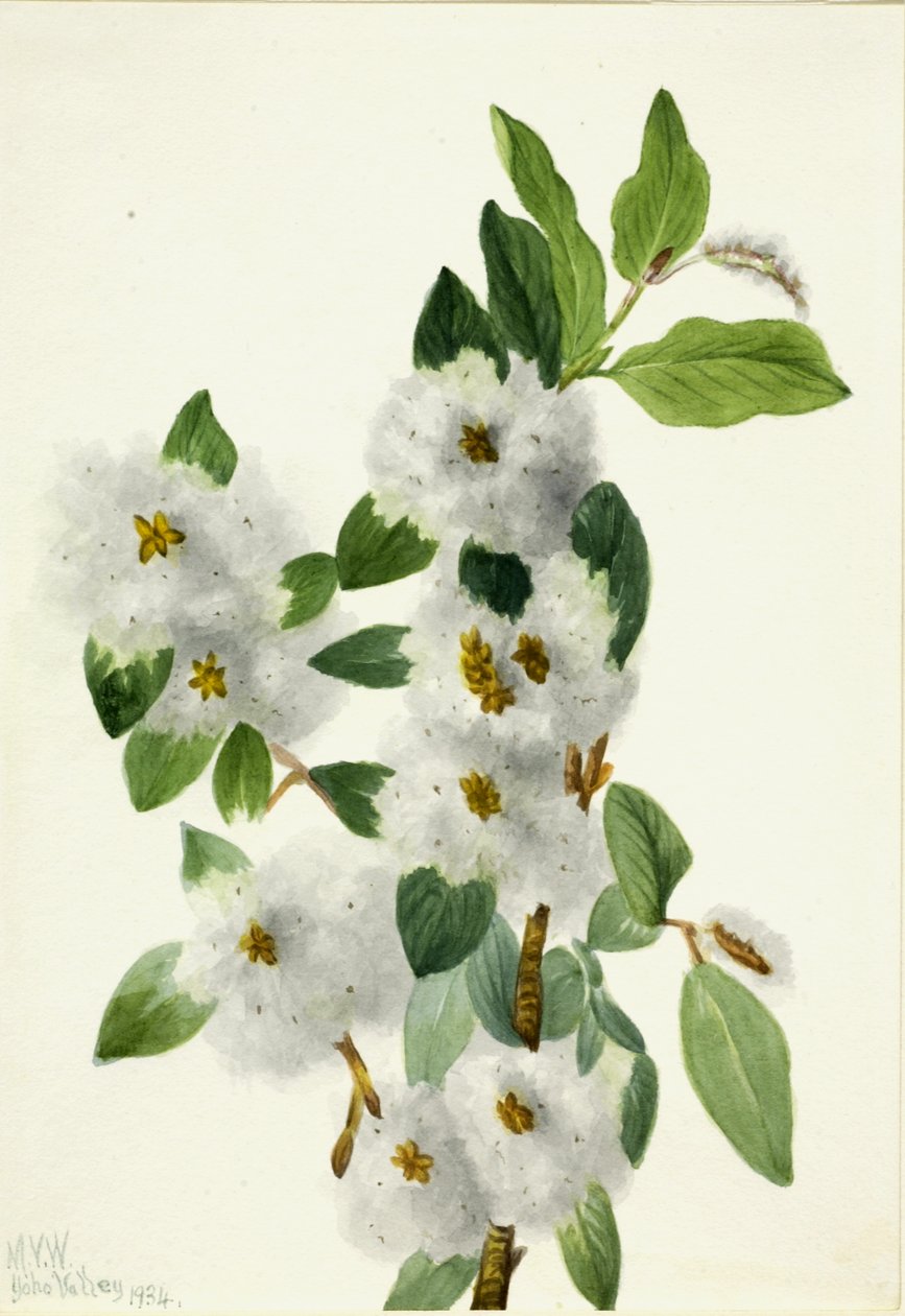 Rock Willow Salix vestita, 1934. od Mary Vaux Walcott