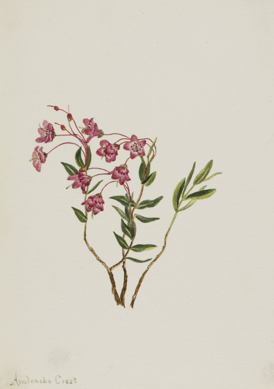 Rocky Mountain Kalmia Kalmia microphylla, n.d. od Mary Vaux Walcott