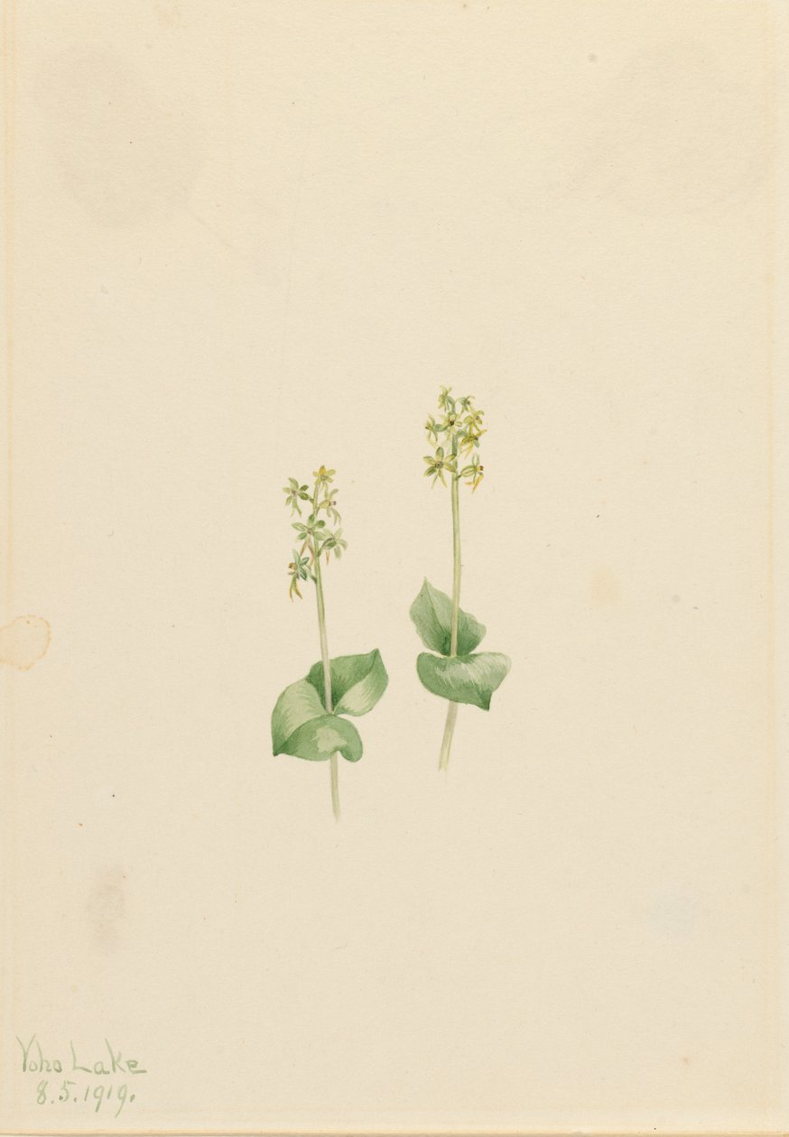 Rocky Mountain Twayblade Ophrys necrophylla, 1919. od Mary Vaux Walcott
