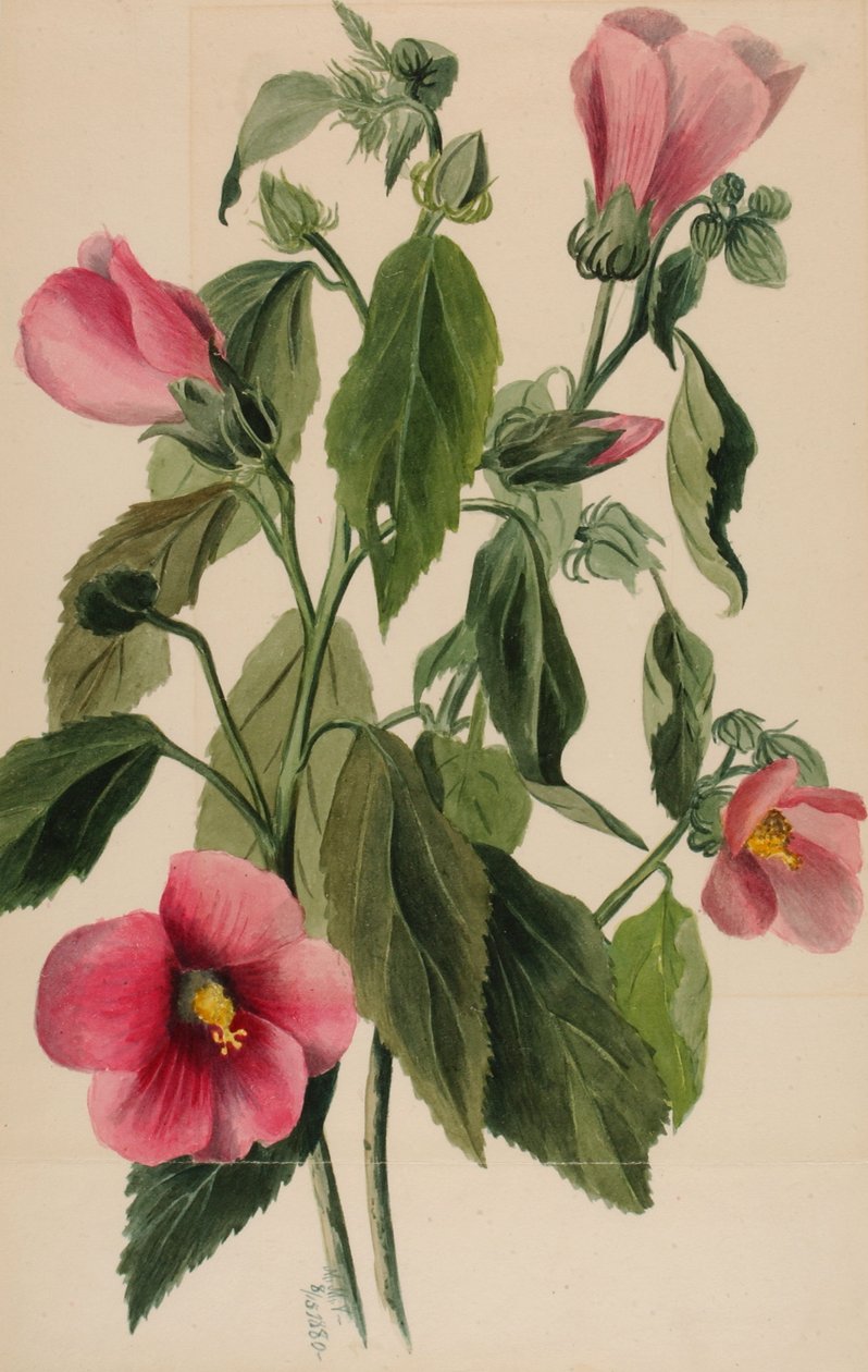 Růže Hořec Sabbatia angularis, 1880 od Mary Vaux Walcott