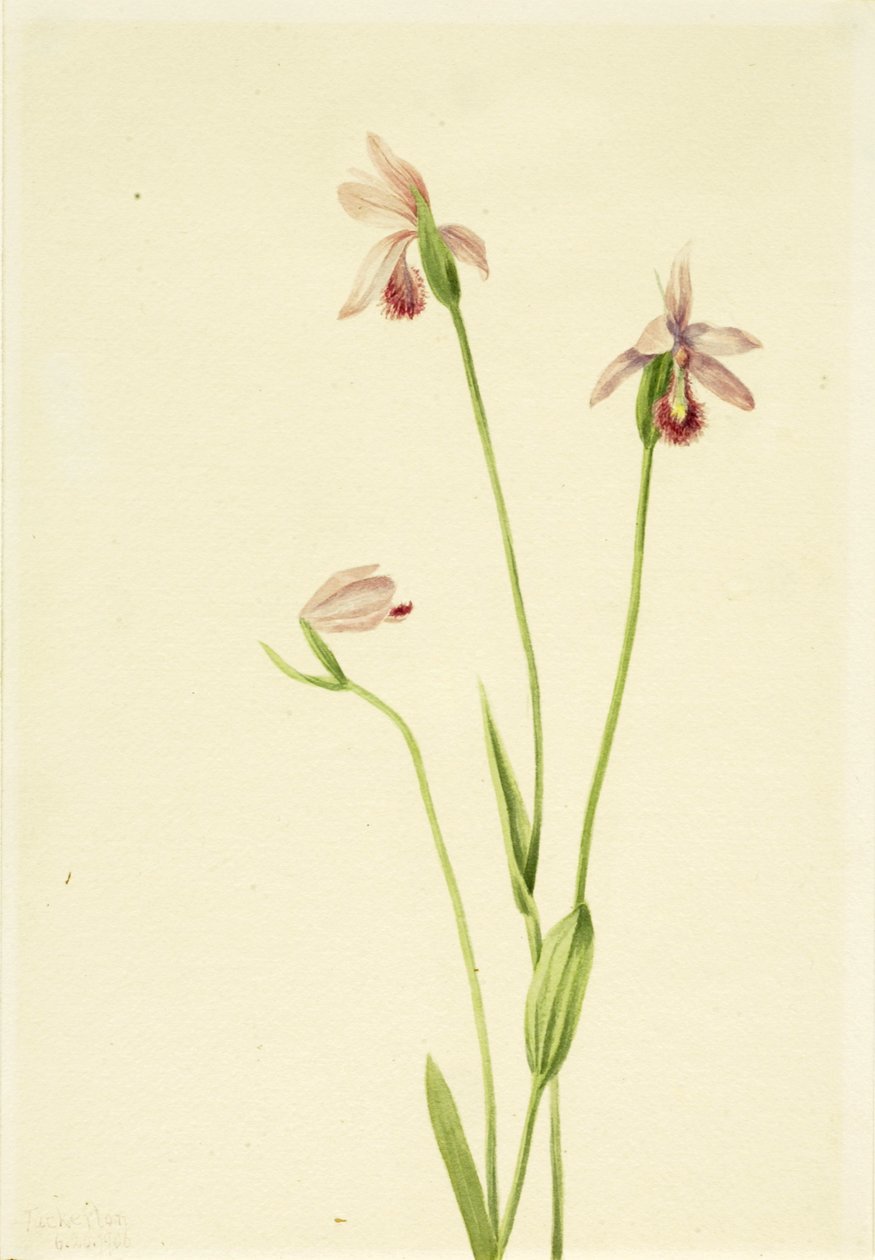 Růže Pogonia Pogonia ophioglossoides, 1906. od Mary Vaux Walcott