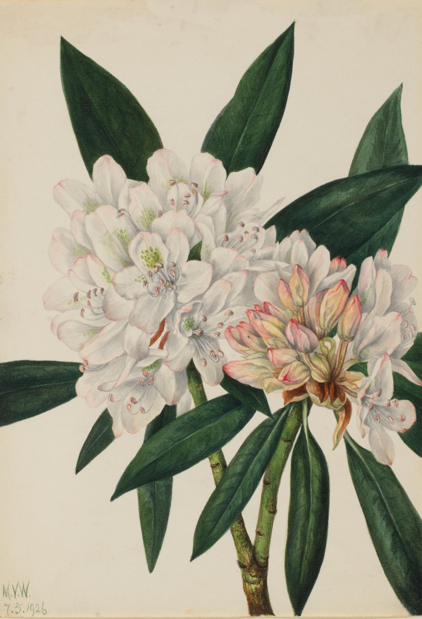 Rosebay Rhododendron Rhododendron maximum, 1926. od Mary Vaux Walcott