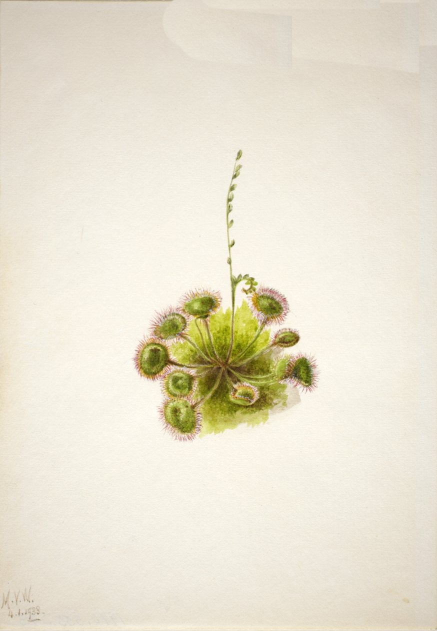 Rosnatka okrouhlolistá Drosera rotundifolia, 1933. od Mary Vaux Walcott