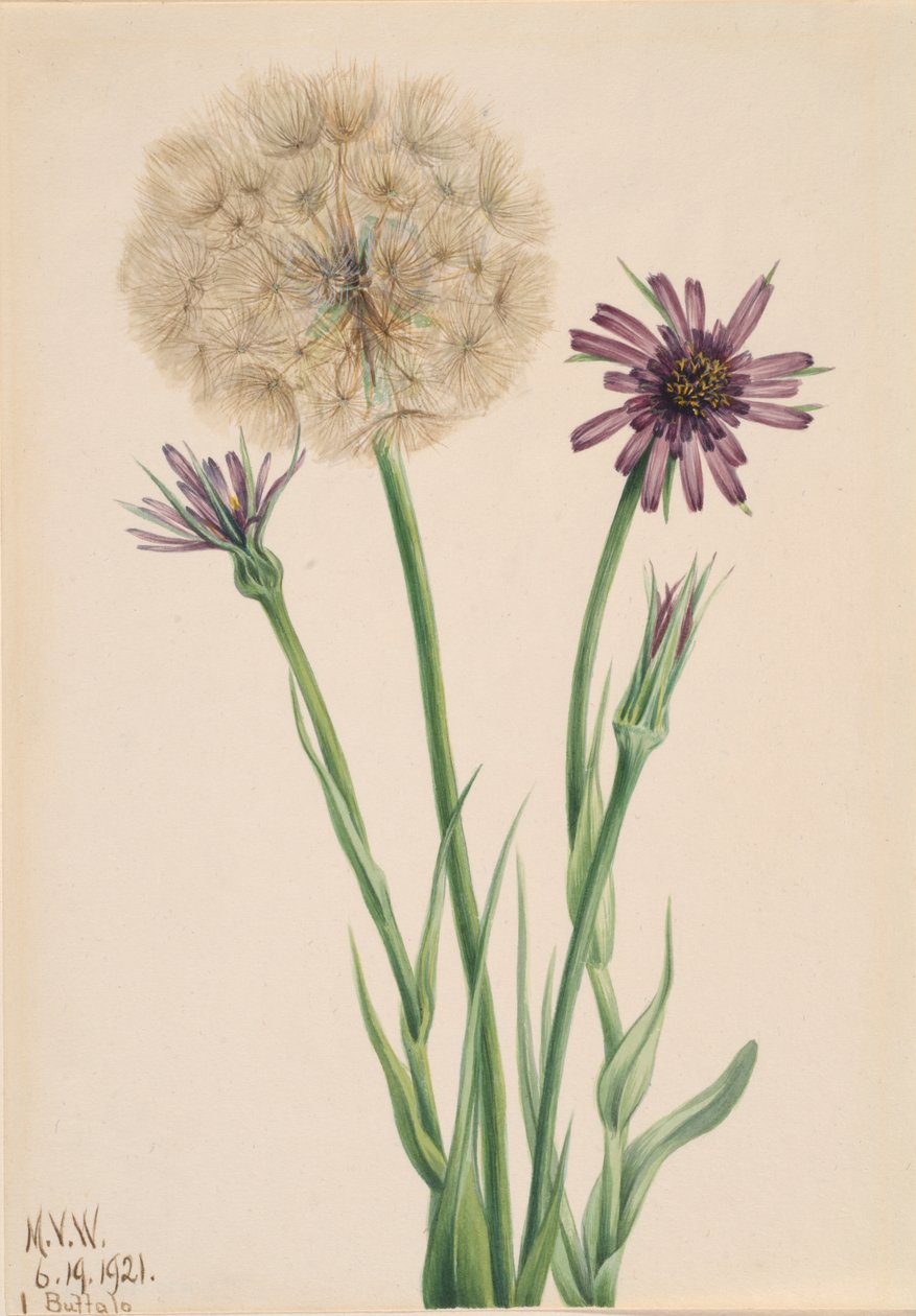 Salsify Tragopogon porfolius, 1921. od Mary Vaux Walcott