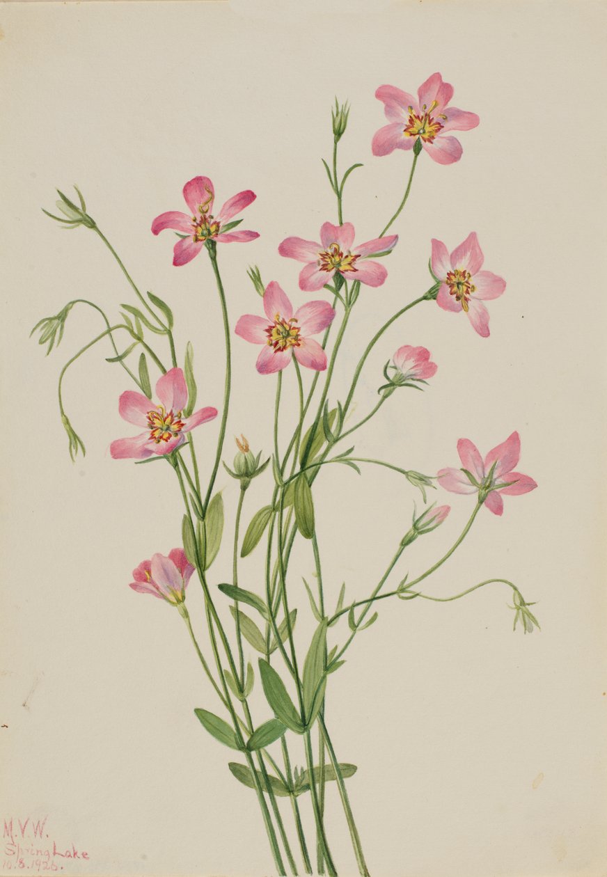 Saltmarsh Rosegentian Sabbatia stellaris, 1926. od Mary Vaux Walcott