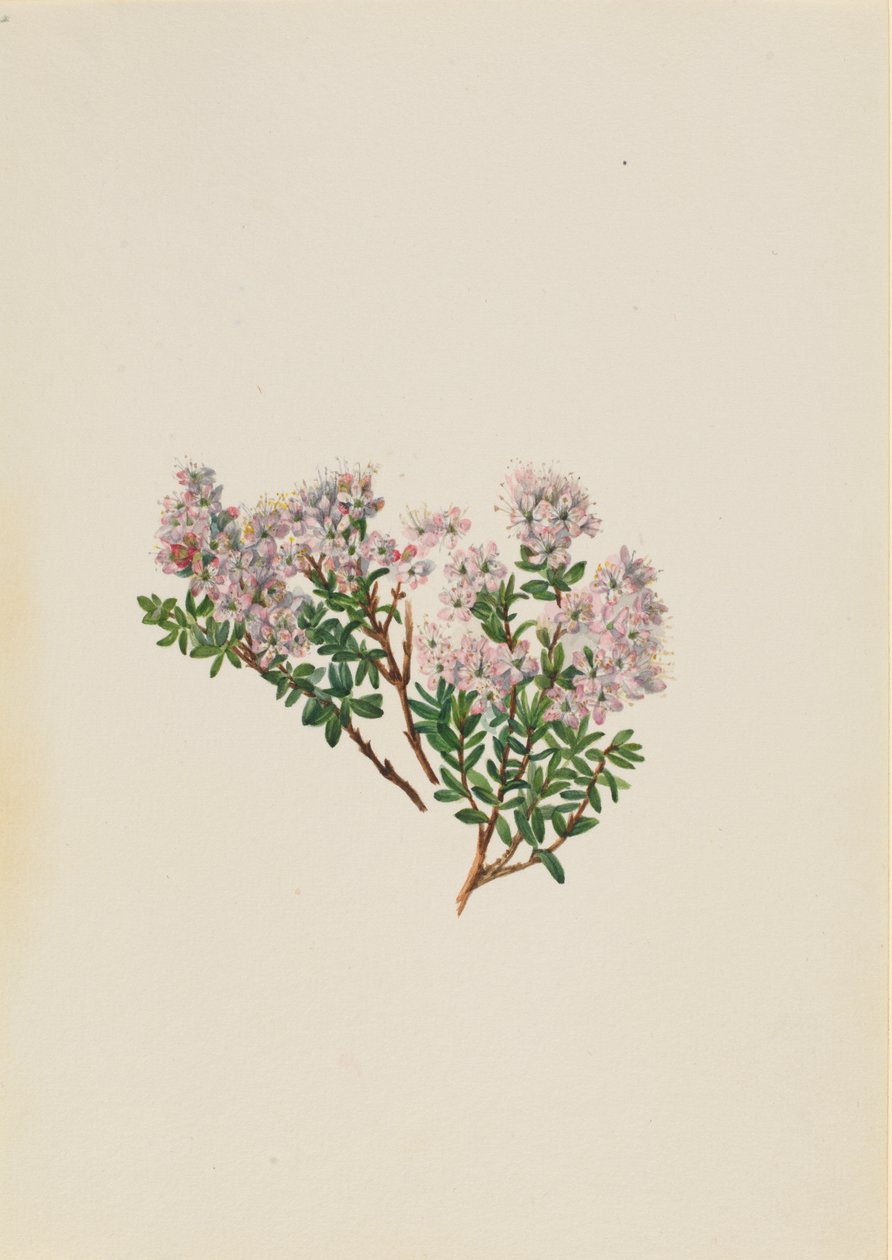 Myrta písečná Leiophyllum lyoni, ca. 30. léta 20. století. od Mary Vaux Walcott